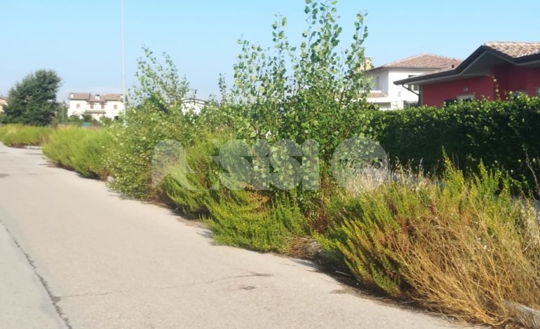 Campo Grande a Petrignano, la vegetazione la fa da padrona (foto)