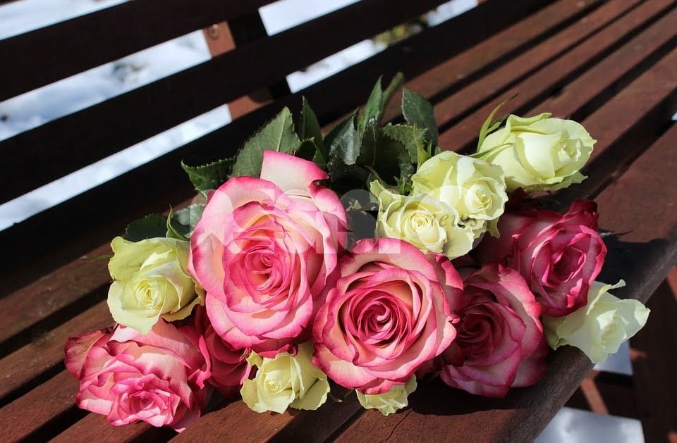 Le Rose per Dono, sarà possibile visitare il Chiostro grande del Santuario della Porziuncola