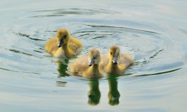 Maltrattamenti sugli animali del fiume a Bastia Umbra