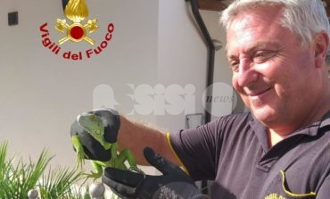 Un'iguana in giardino a Bastia Umbra: salvata dai pompieri