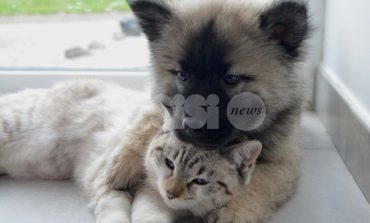 Umbria Pet 2019, a Bastia Umbra protagonisti cani e gatti