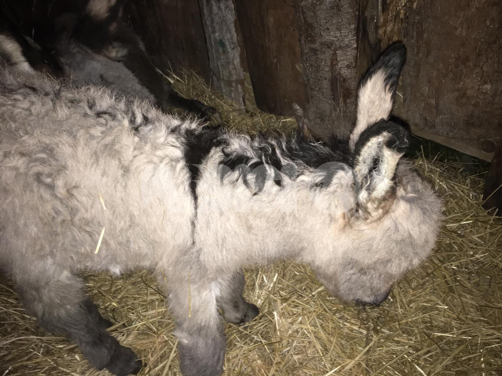 Presepe vivente 2019 a Petrignano di Assisi, a Natale è nato Natalino
