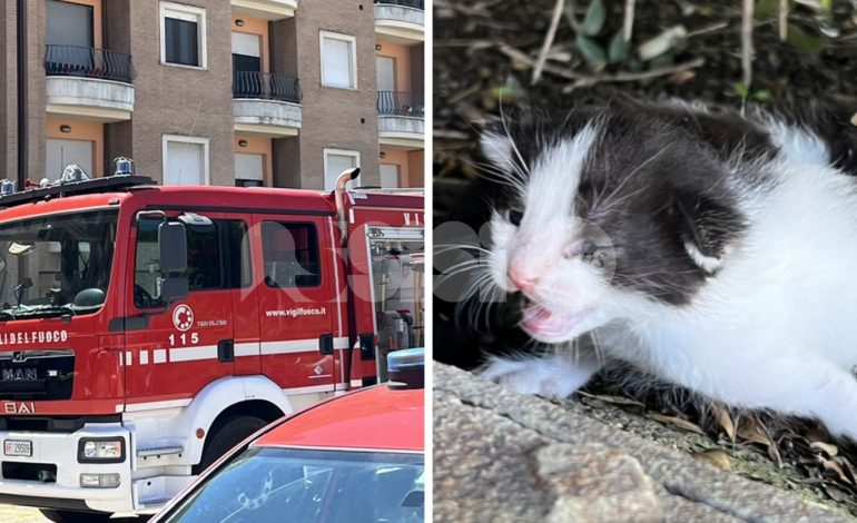 Gattino finito nel motore di un’auto salvato dai vigili del fuoco (foto)