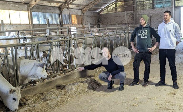 Macelleria Il Castello: sulla tavola prodotti genuini, ricercati e a km 0