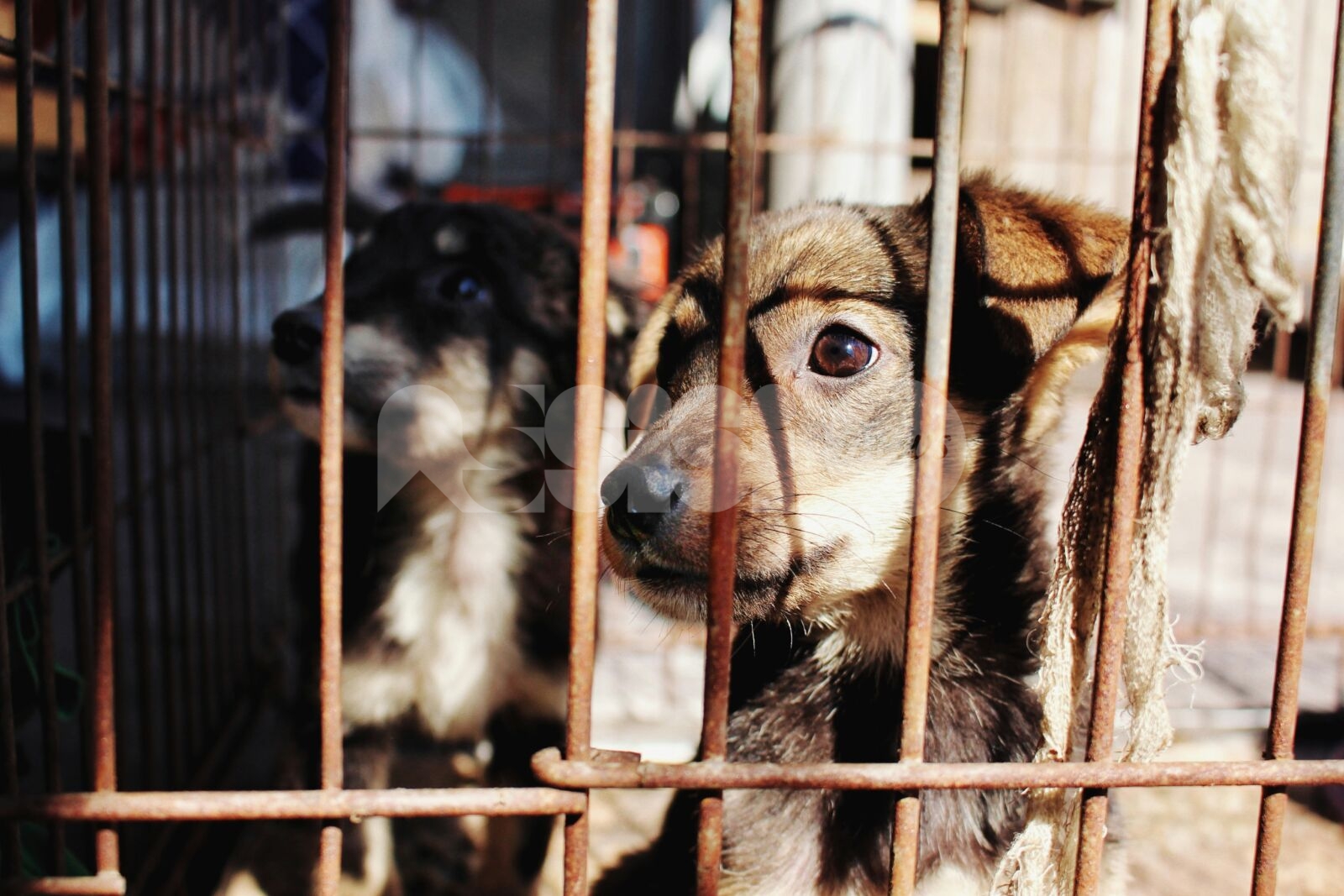 Rock for dogs, serata di beneficenza per il canile di Assisi il 7 febbraio