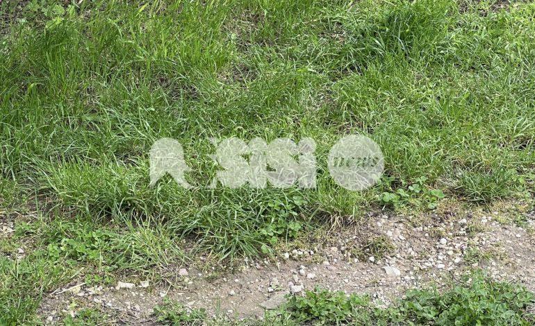 Gatto ucciso da una polpetta killer a Santa Maria degli Angeli (foto)