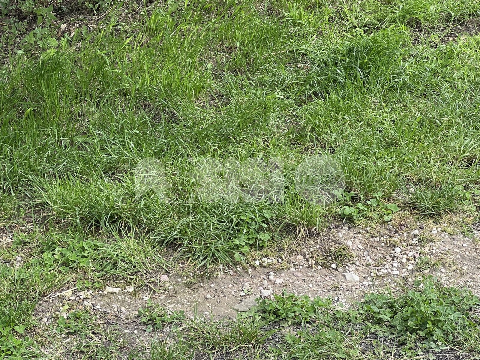Gatto ucciso da una polpetta killer a Santa Maria degli Angeli (foto)