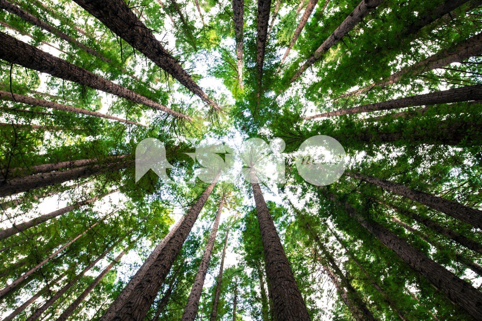 Al Cortile di Francesco l'anteprima nazionale di "Alberi" con Giovanni Storti e Stefano Mancuso