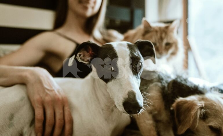 Estate a quattro zampe: come proteggere i nostri amici animali dal caldo