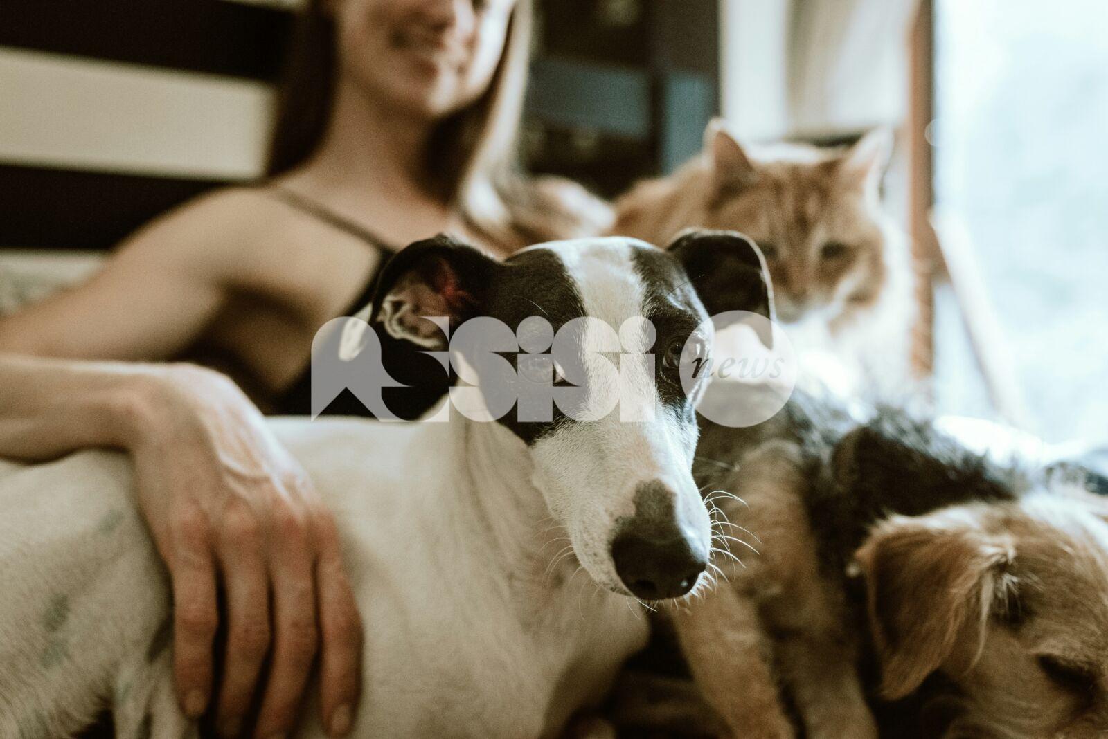 Estate a quattro zampe: come proteggere i nostri amici animali dal caldo