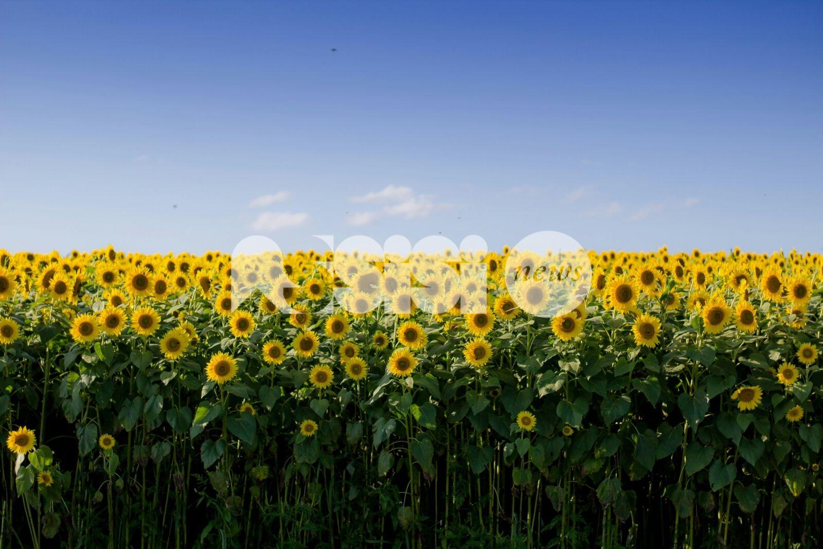 Meteo Assisi 11-13 luglio 2025: sole venerdì e sabato e temperature "moderate", domenica rischio rovesci