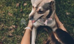 Cane di grossa taglia aggredisce cagnolino: sanzionata la proprietaria