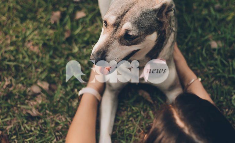 Cane di grossa taglia aggredisce cagnolino: sanzionata la proprietaria