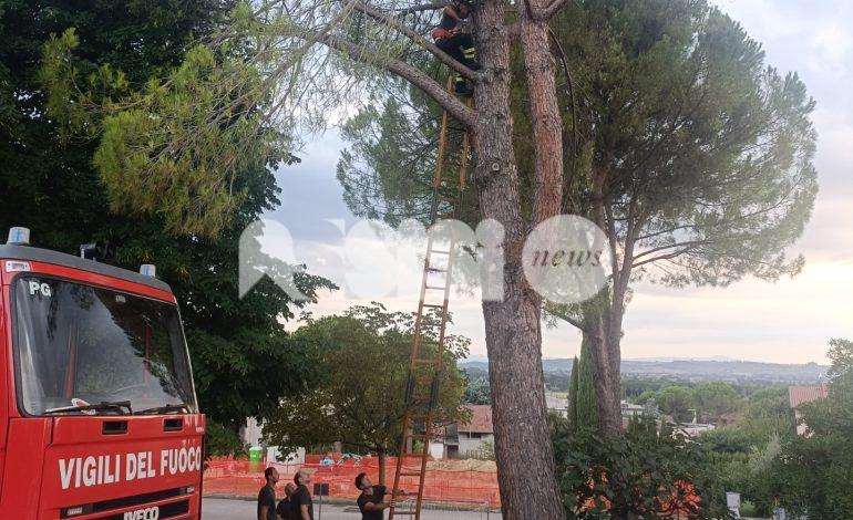 Alberi pericolanti a Palazzo e perdita d’acqua a Costa di Trex, nuovi interventi e nuovi attacchi di Forza Italia