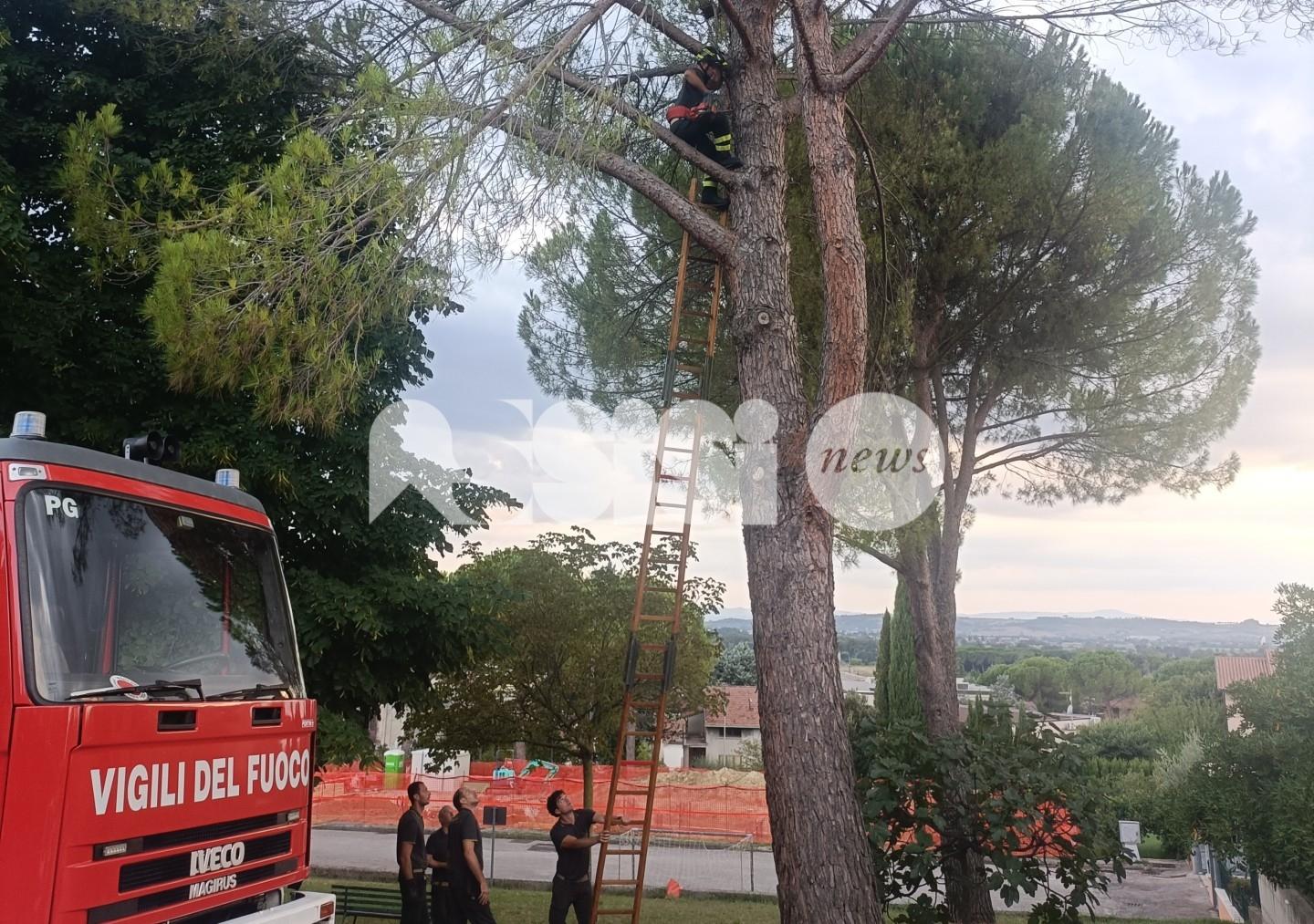 Alberi pericolanti a Palazzo e perdita d'acqua a Costa di Trex, nuovi interventi e nuovi attacchi di Forza Italia