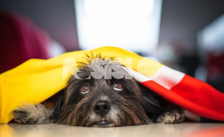 Quando i temporali spaventano Fido: capire e aiutare i cani con rimedi naturali