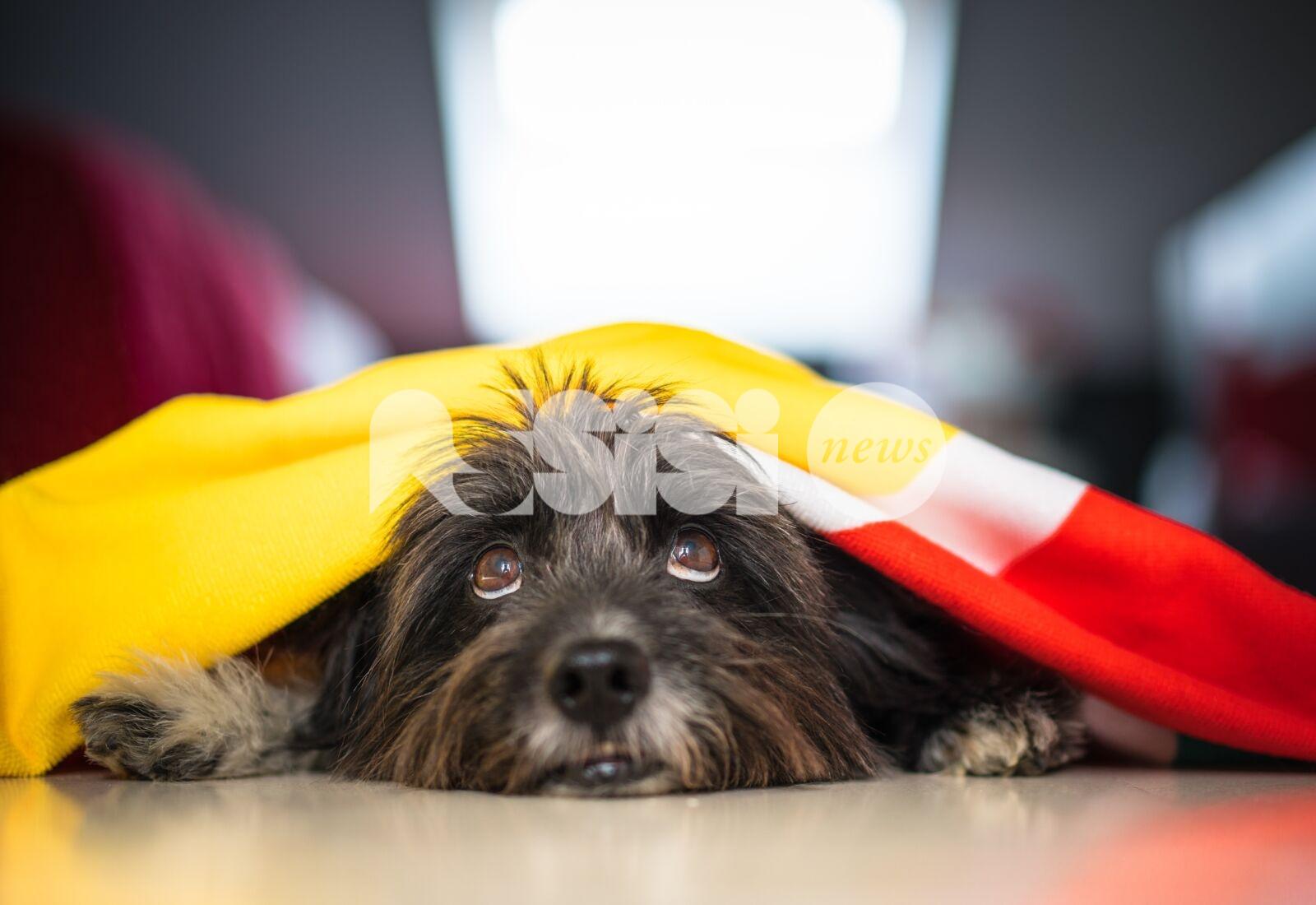 Quando i temporali spaventano Fido: capire e aiutare i cani con rimedi naturali