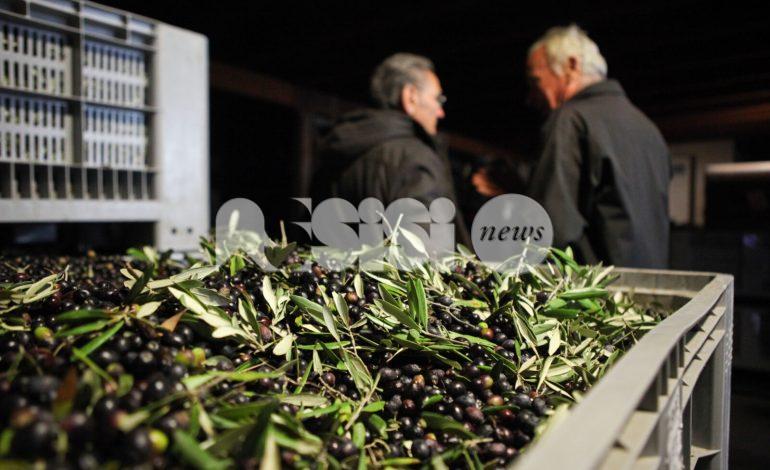 Al via Frantoi aperti in Umbria 2025: il programma delle iniziative con protagonista l'olio nuovo