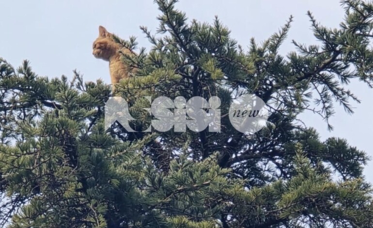 Birba di nome e… di fatto: gatto salvato in cima a un cedro a Rivotorto (foto+video)