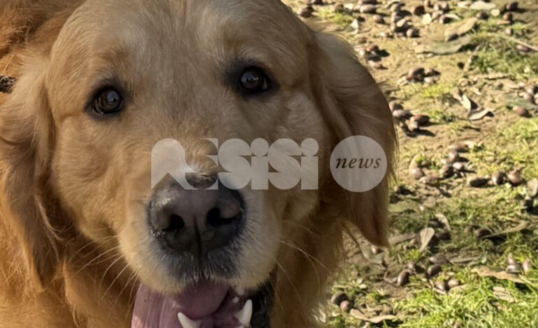 Quando rispettiamo la natura del cane, nasce una relazione più serena