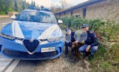 Zuma salvata ad Assisi: ritrovata e riconsegnata al proprietario dalla Polizia di Stato