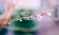 Meteo Assisi 13-15 febbraio 2026: temperature miti e clima umido