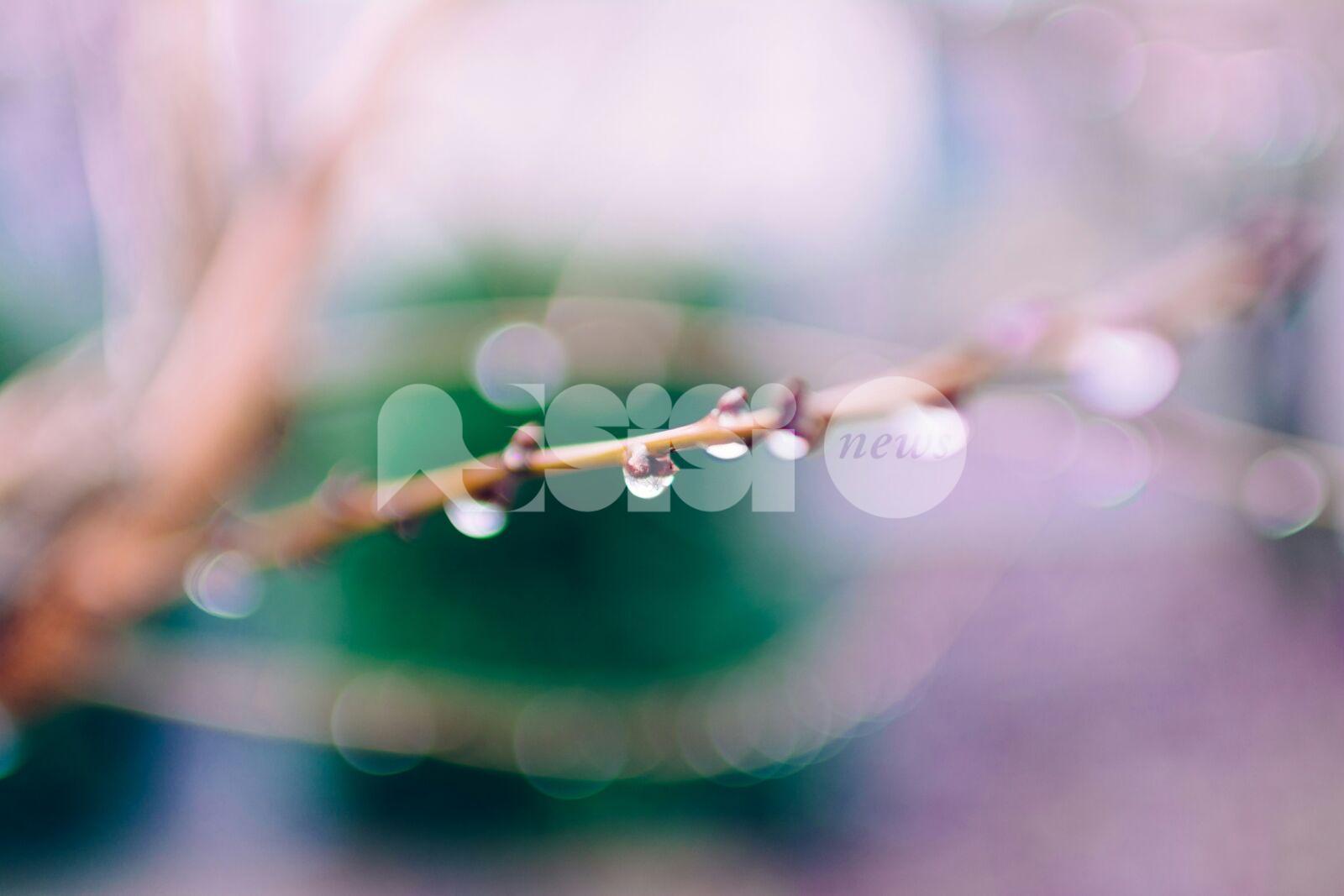 Meteo Assisi 13-15 febbraio 2026: temperature miti e clima umido