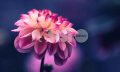 Sabato 21 febbraio ad Assisi istituzioni e sanità insieme per le donne con endometriosi