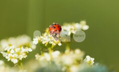 Meteo Assisi 27 febbraio - 1 marzo 2026: ancora un weekend primaverile