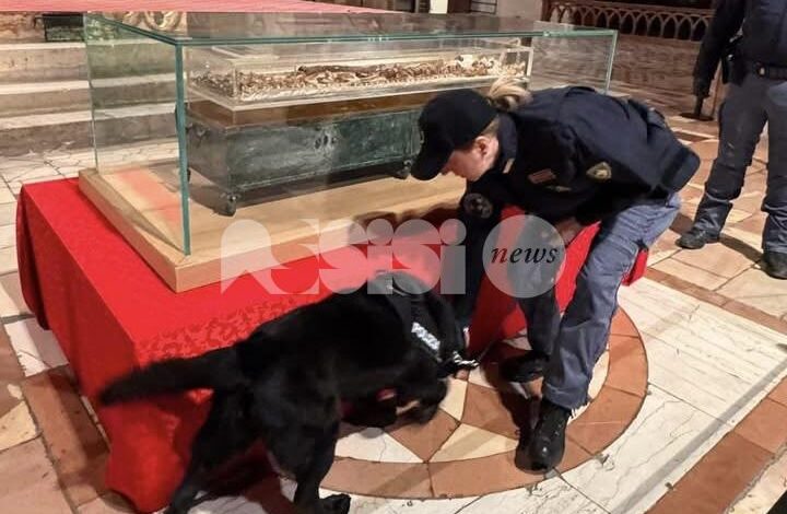 Sugar, una vita in divisa: ultimo servizio ad Assisi per il labrador della Polizia di Stato (foto)