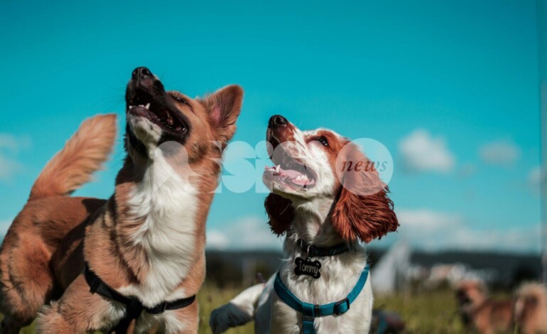 Primavera e parassiti, perché alcuni cani li prendono sempre e altri no: consigli per la prevenzione degli amici a 4 zampe