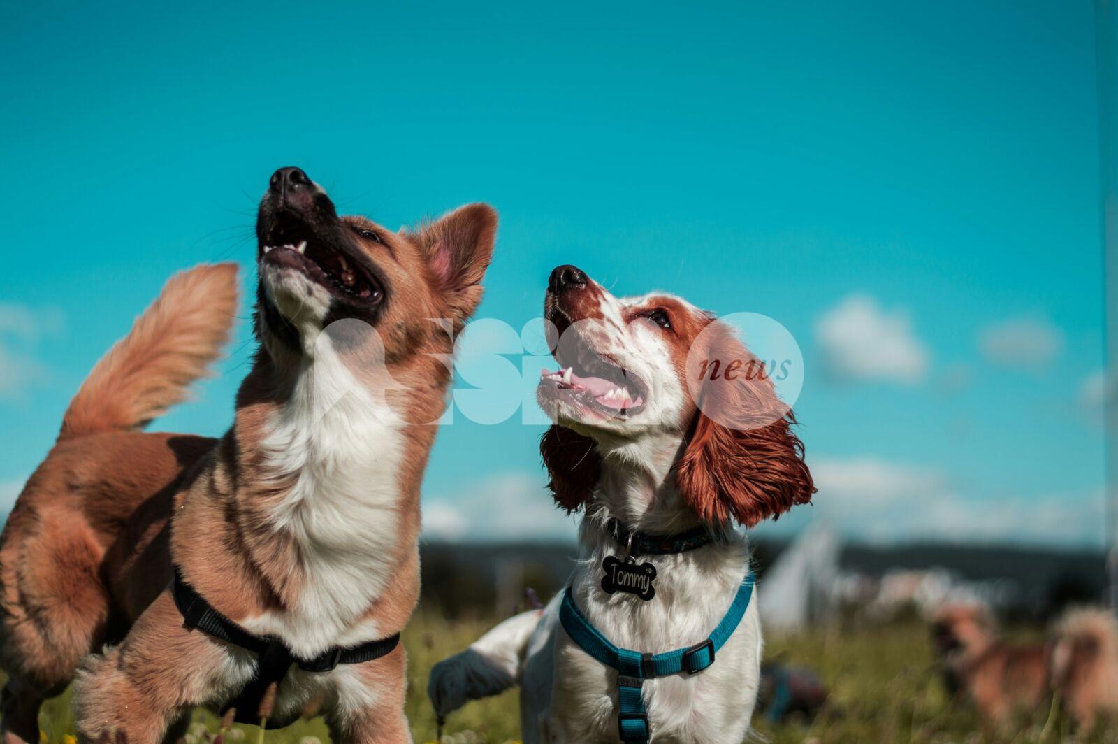 Primavera e parassiti, perché alcuni cani li prendono sempre e altri no: consigli per la prevenzione degli amici a 4 zampe