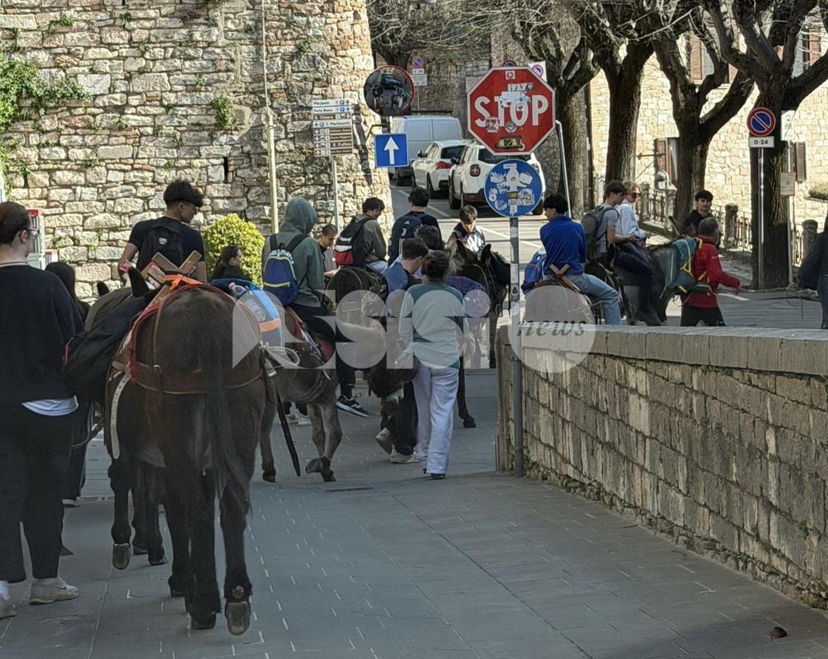 Da Verona ad Assisi: giovani pellegrini alla scoperta della città di San Francesco… in compagnia degli asini (foto)