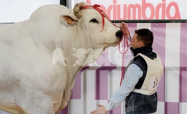 Agriumbria 2026 è già un grande successo con un pubblico da record e tante novità (foto)