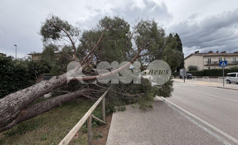 Santa Maria degli Angeli, cade un grande pino in via Ermini: paura ma nessun danno (foto)