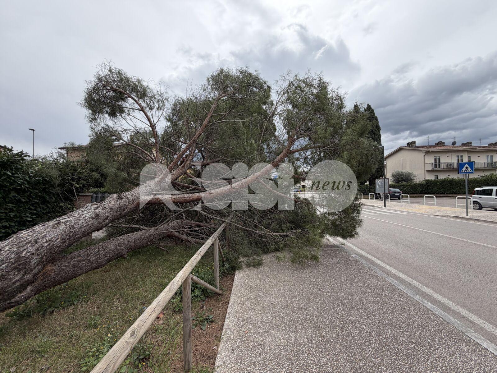 Santa Maria degli Angeli, cade un grande pino in via Ermini: paura ma nessun danno (foto)