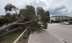 Maltempo e rami caduti, Assisi al centro ed Eolo Cicogna sindaco: "Così non si può andare avanti"