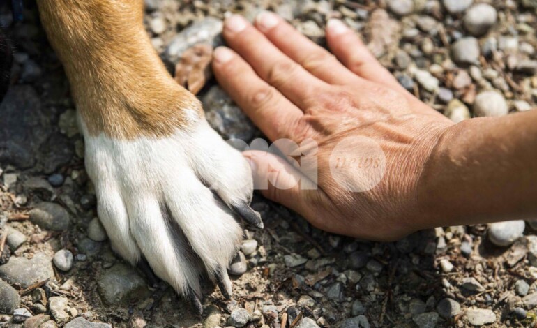 Accompagnare un animale nel fine vita: come affrontare con consapevolezza l’ultimo tratto insieme