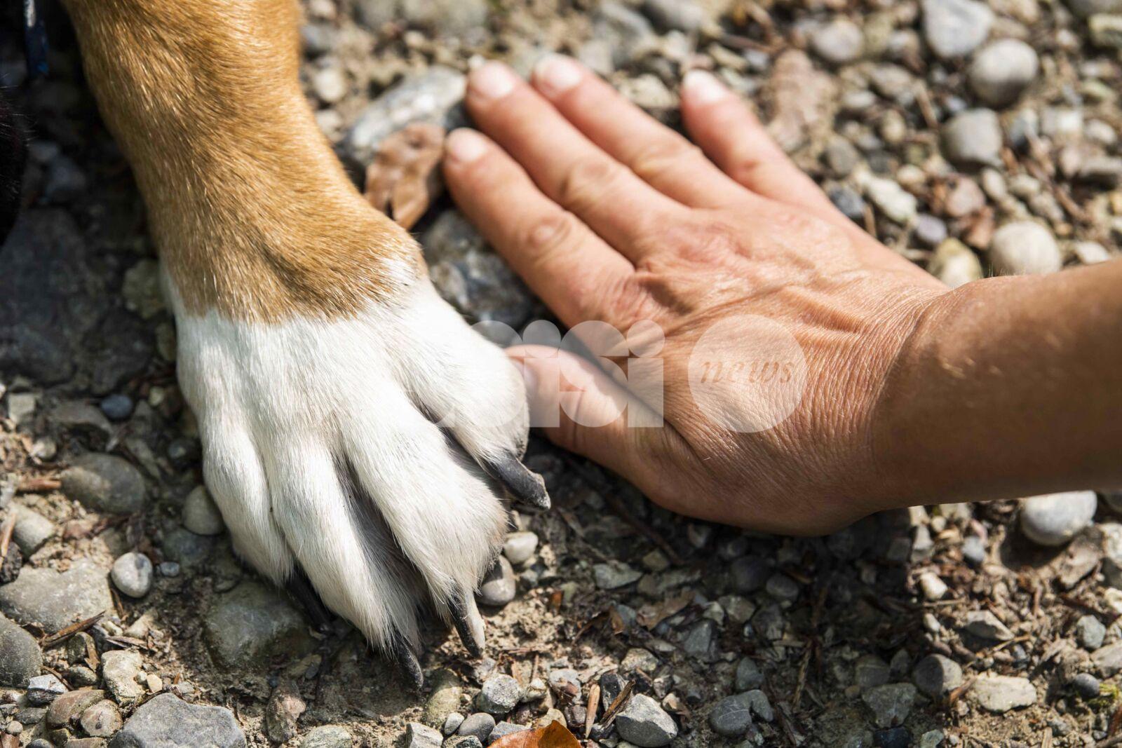 Accompagnare un animale nel fine vita: come affrontare con consapevolezza l’ultimo tratto insieme
