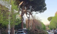 Grosso ramo di pino si spezza a Bastia Umbra, sfiorato il peggio