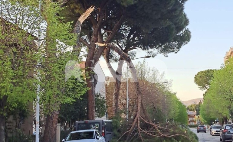 Grosso ramo di pino si spezza a Bastia Umbra, sfiorato il peggio