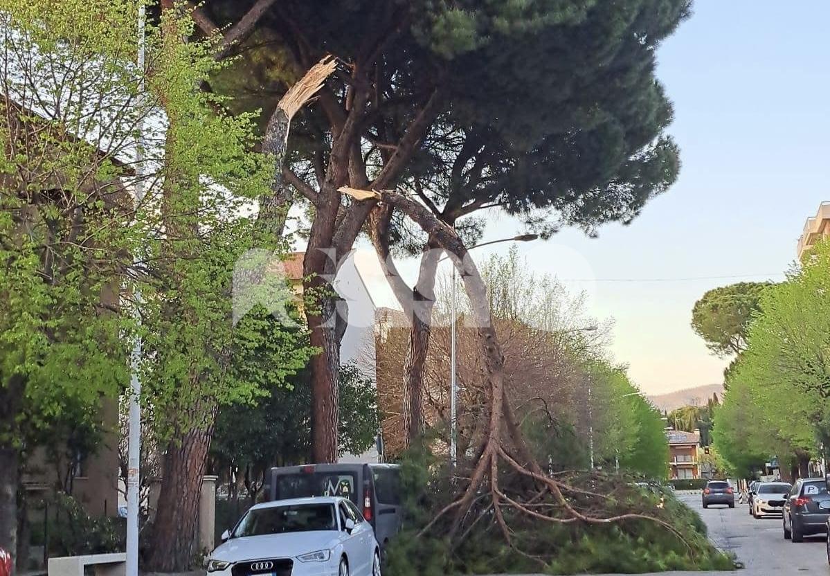 Grosso ramo di pino si spezza a Bastia Umbra, sfiorato il peggio