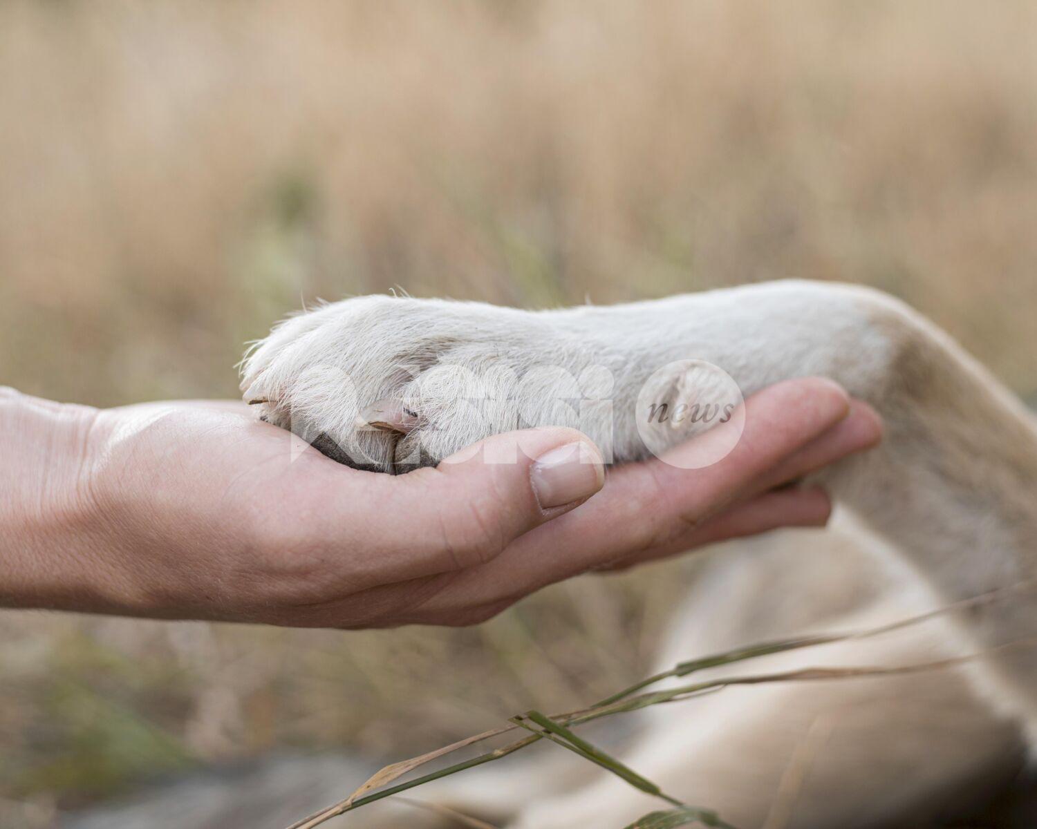 Autonomia nel cane: come un equilibrio sano rafforza il legame con il proprietario