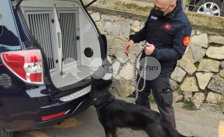Spaccio, arrestato 22enne anche grazie al “fiuto” di Tami