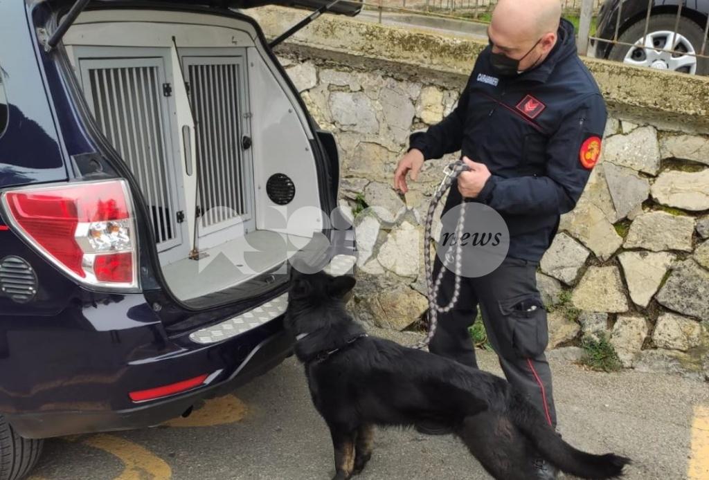 Spaccio, arrestato 22enne anche grazie al "fiuto" di Tami