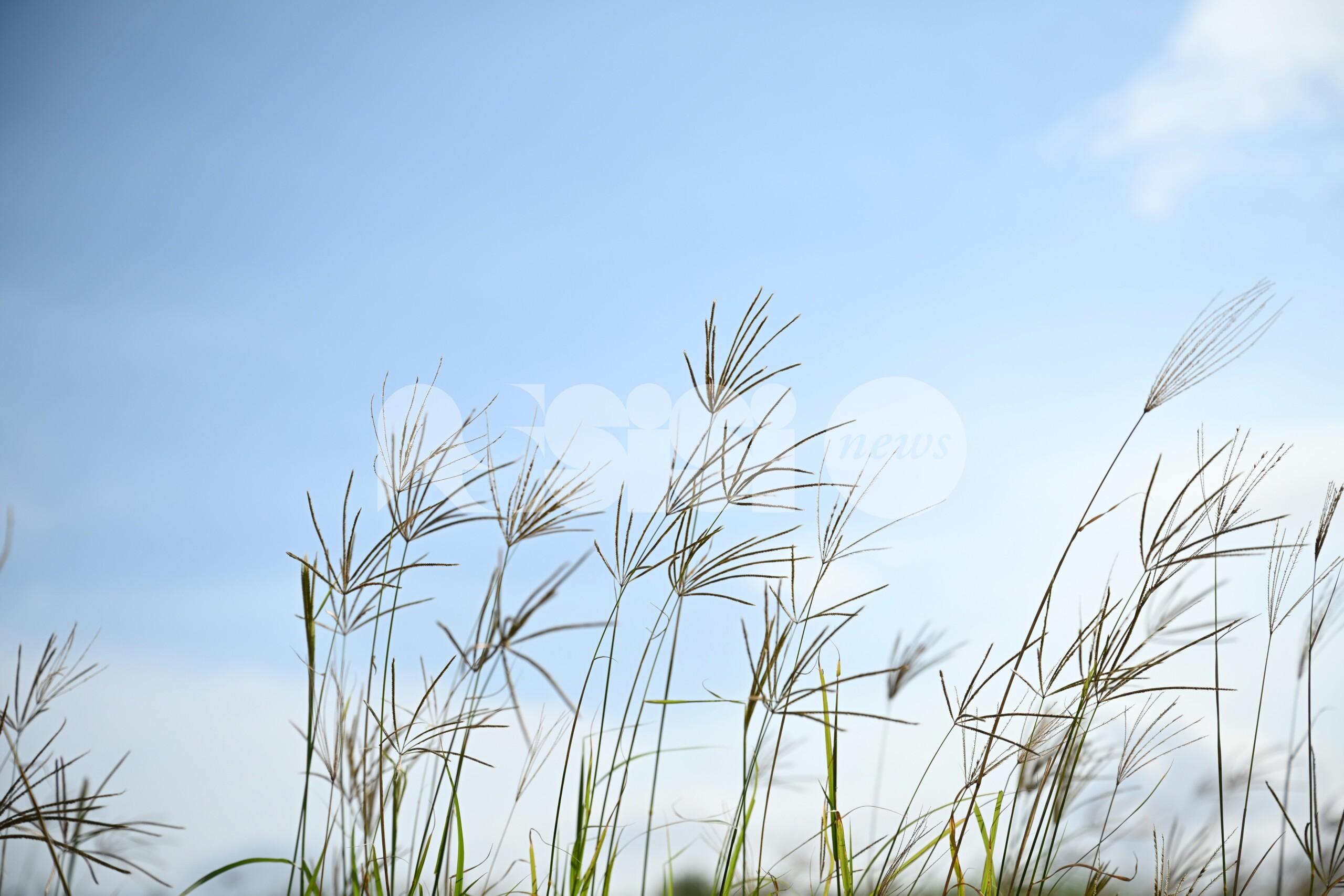 Meteo Assisi 29-31 maggio 2026: giornate soleggiate con ventilazione moderata/debole