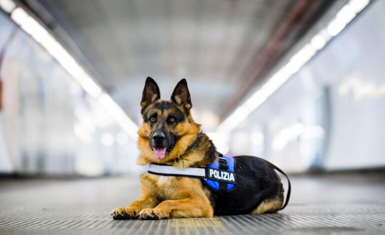 Ad Assisi il cane poliziotto Ares, testimonial contro l’abbandono del 6° Pet Camper Tour 2026