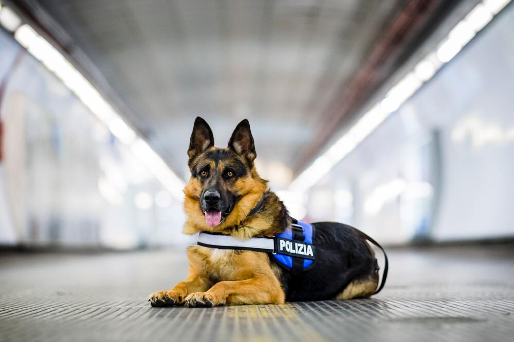 Ad Assisi il cane poliziotto Ares, testimonial contro l’abbandono del 6° Pet Camper Tour 2026