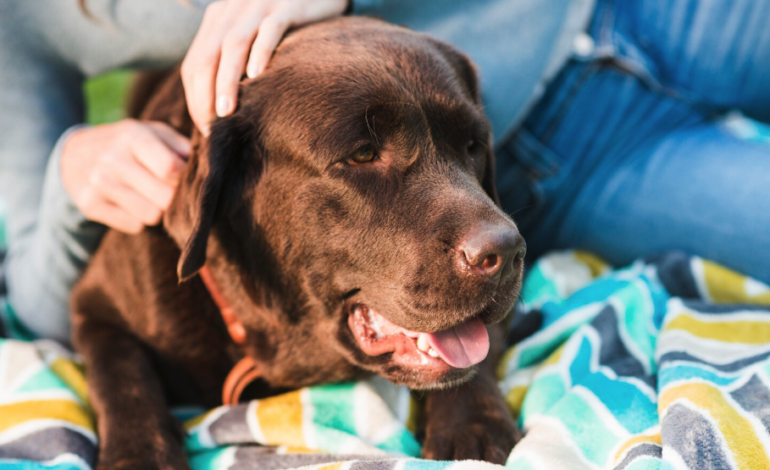 Caldo e cani, i consigli degli esperti di Funny Dog per affrontare l’estate in sicurezza