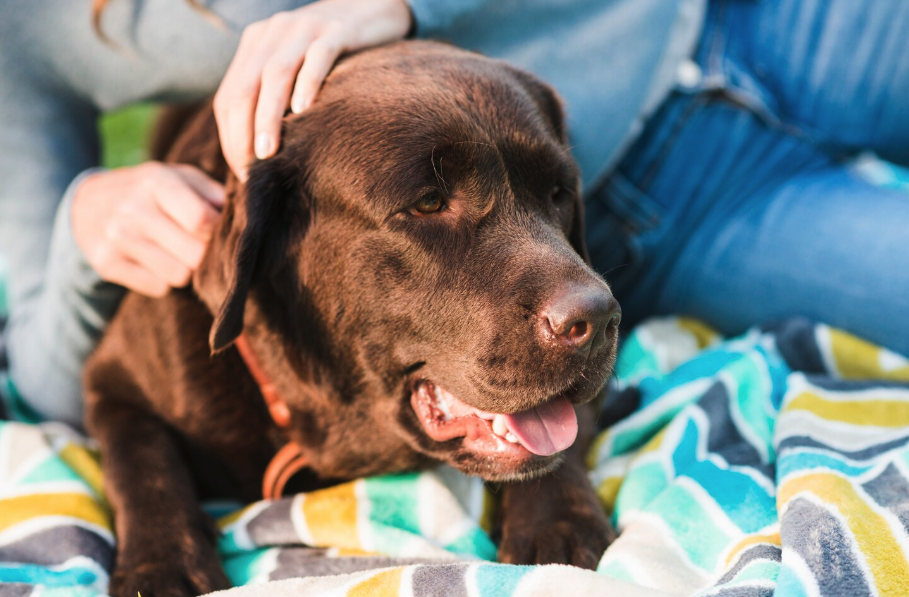 Caldo e cani, i consigli degli esperti di Funny Dog per affrontare l'estate in sicurezza